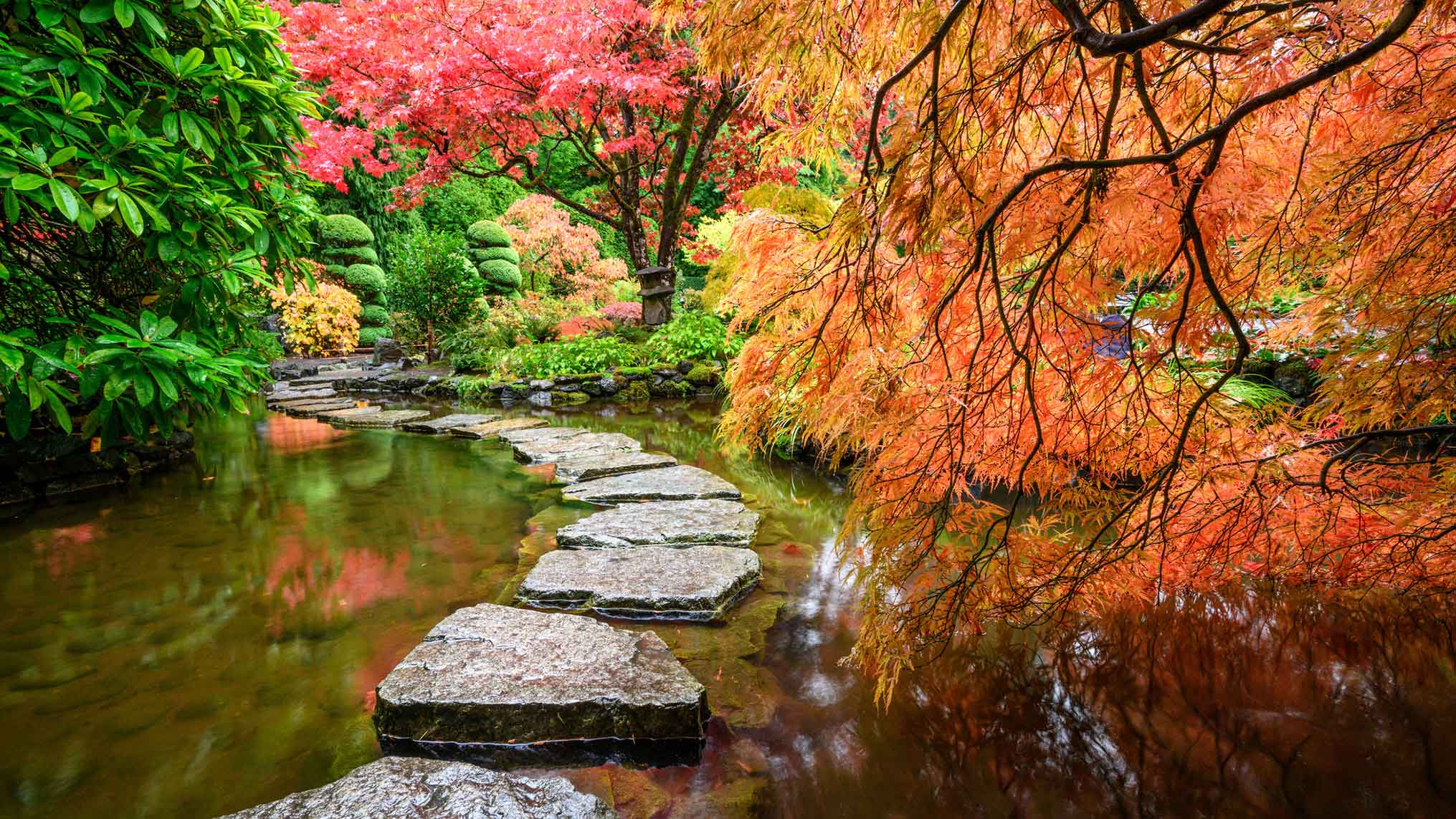 Why “Calm” Is the New Power Skill (And Drama Is a Career Liability)